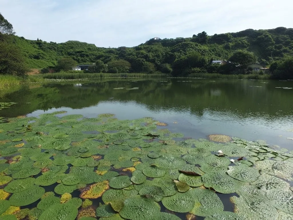 카니하미이케 가시연 여행 추천 - 메고지고 카니하미이케 가시연 여행 추천 - 메고지고