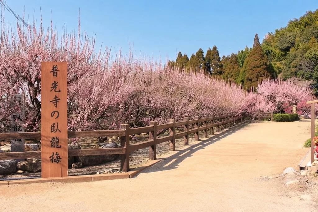 후코지(普光寺)의 매화(가류바이) 여행 추천 - 메고지고 후코지(普光寺)의 매화(가류바이) 여행 추천 - 메고지고