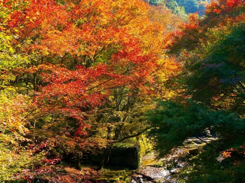 그린피아야메 주변의 단풍 여행 추천 - 메고지고 그린피아야메 주변의 단풍 여행 추천 - 메고지고
