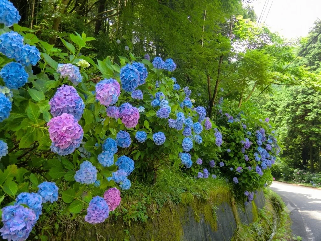 【삼림 테라피 기지 사사구리】수국 코스 여행 추천 - 메고지고 【삼림 테라피 기지 사사구리】수국 코스 여행 추천 - 메고지고
