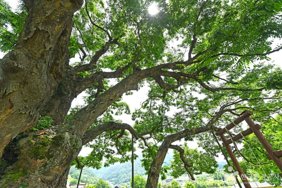 괴산 오가리 느티나무 여행 추천 - 메고지고 괴산 오가리 느티나무 여행 추천 - 메고지고
