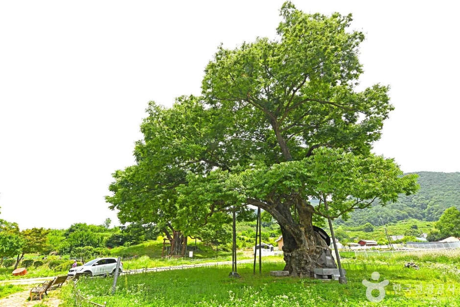 괴산 오가리 느티나무 여행 추천 - 메고지고 괴산 오가리 느티나무 여행 추천 - 메고지고