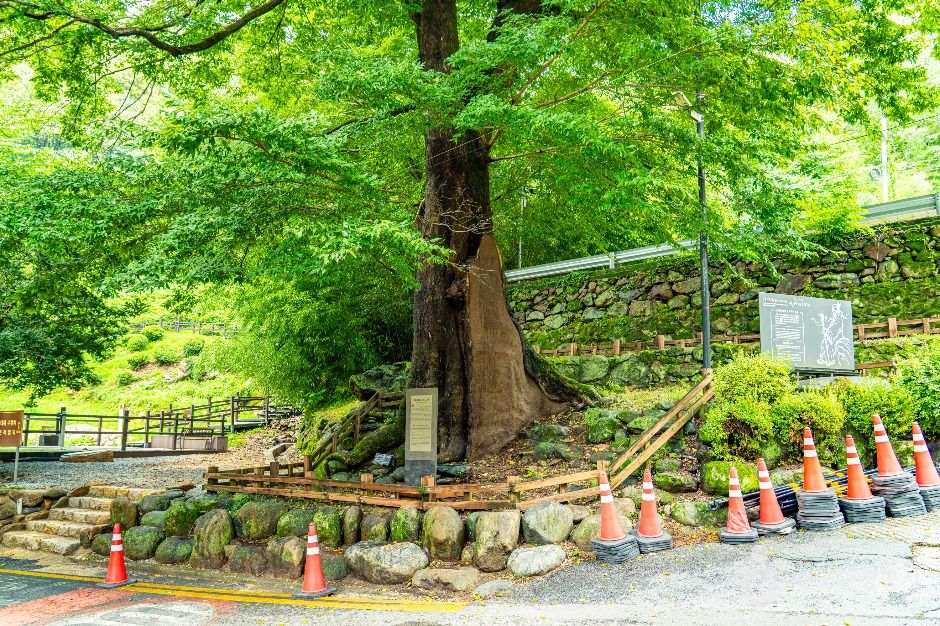 하동 범왕리 푸조나무 여행 추천 - 메고지고 하동 범왕리 푸조나무 여행 추천 - 메고지고