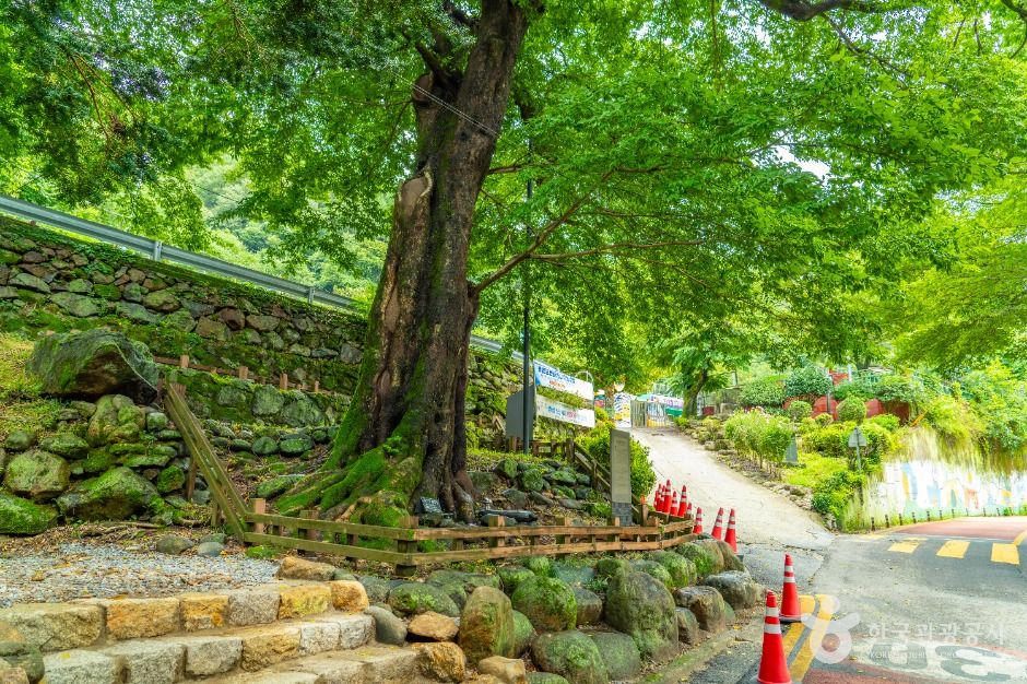하동 범왕리 푸조나무 여행 추천 - 메고지고 하동 범왕리 푸조나무 여행 추천 - 메고지고
