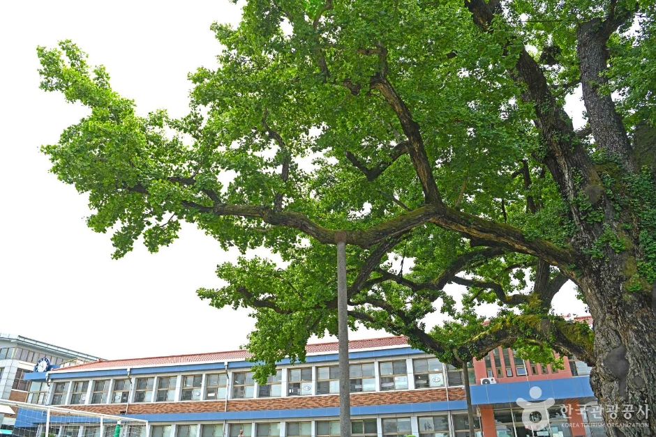 괴산 읍내리 은행나무 여행 추천 - 메고지고