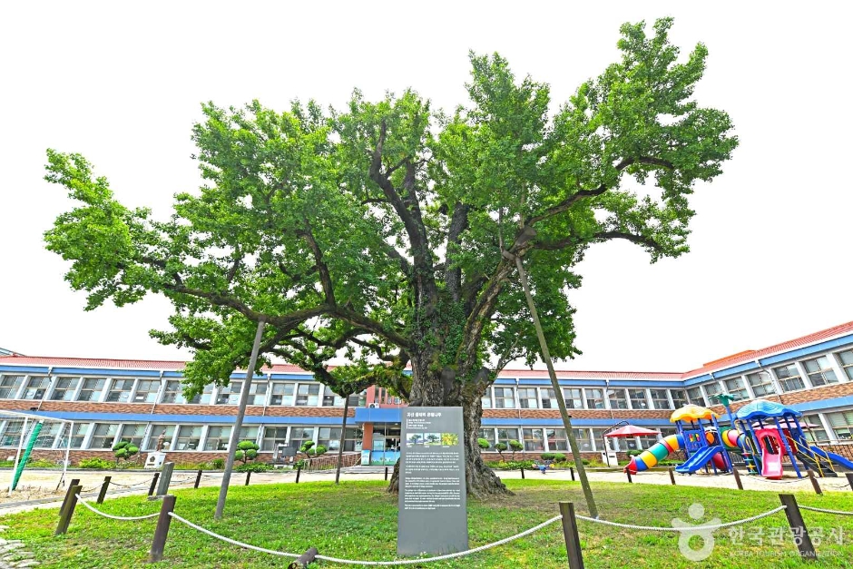괴산 읍내리 은행나무 여행 추천 - 메고지고