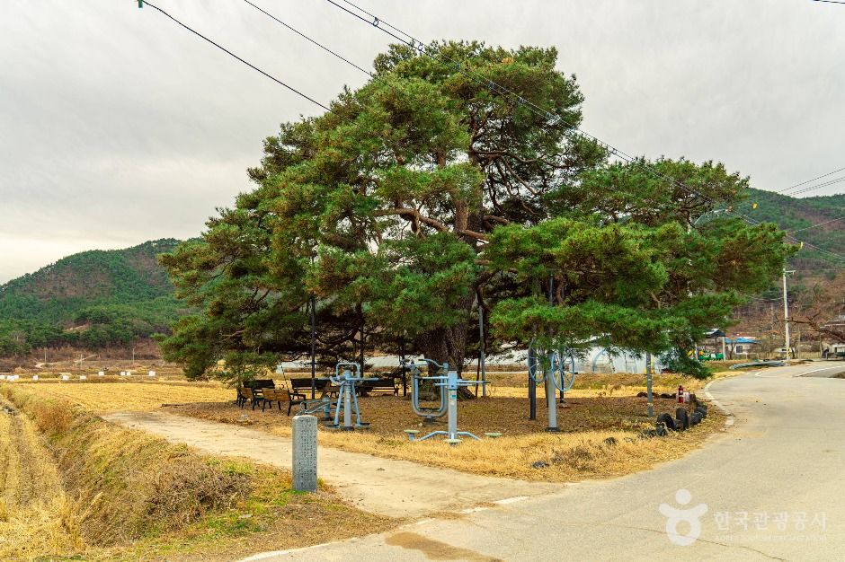 의성 월소리 소나무 여행 추천 - 메고지고 의성 월소리 소나무 여행 추천 - 메고지고