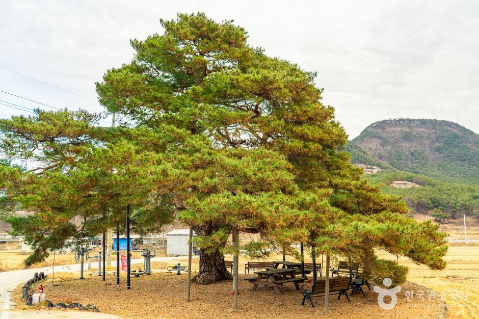 의성 월소리 소나무 여행 추천 - 메고지고 의성 월소리 소나무 여행 추천 - 메고지고