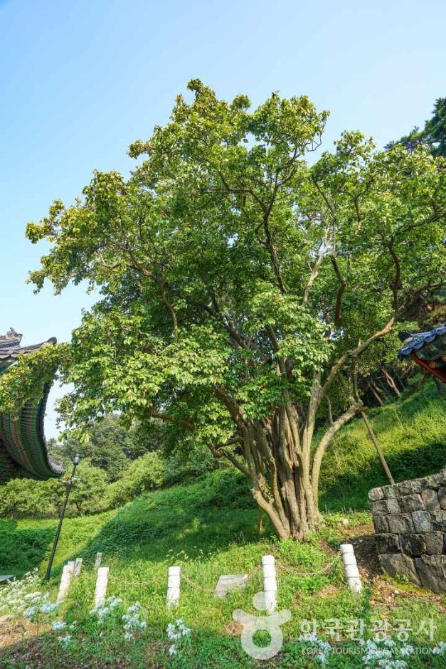 인곡리 모과나무 여행 추천 - 메고지고 인곡리 모과나무 여행 추천 - 메고지고