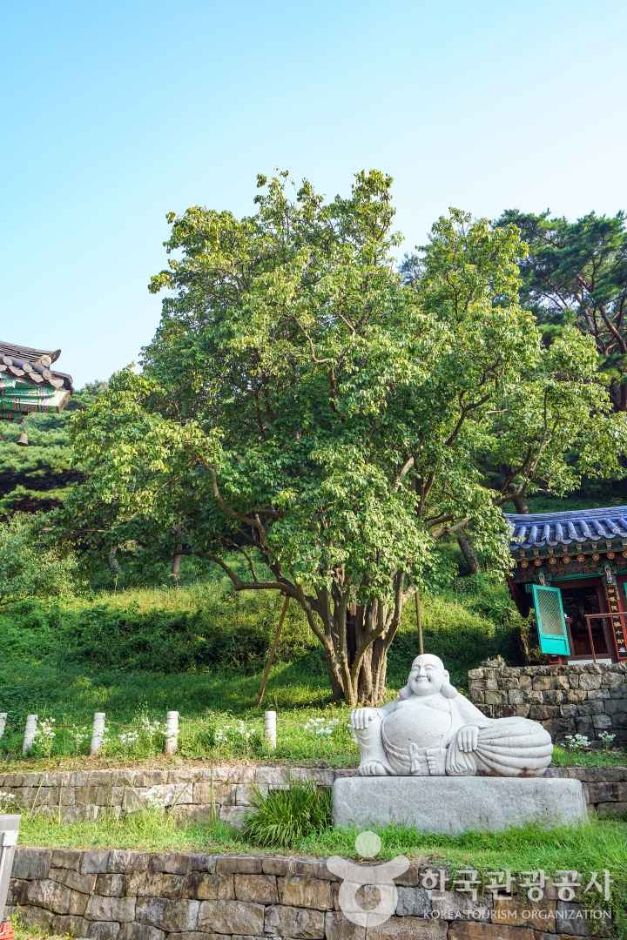 인곡리 모과나무 여행 추천 - 메고지고 인곡리 모과나무 여행 추천 - 메고지고