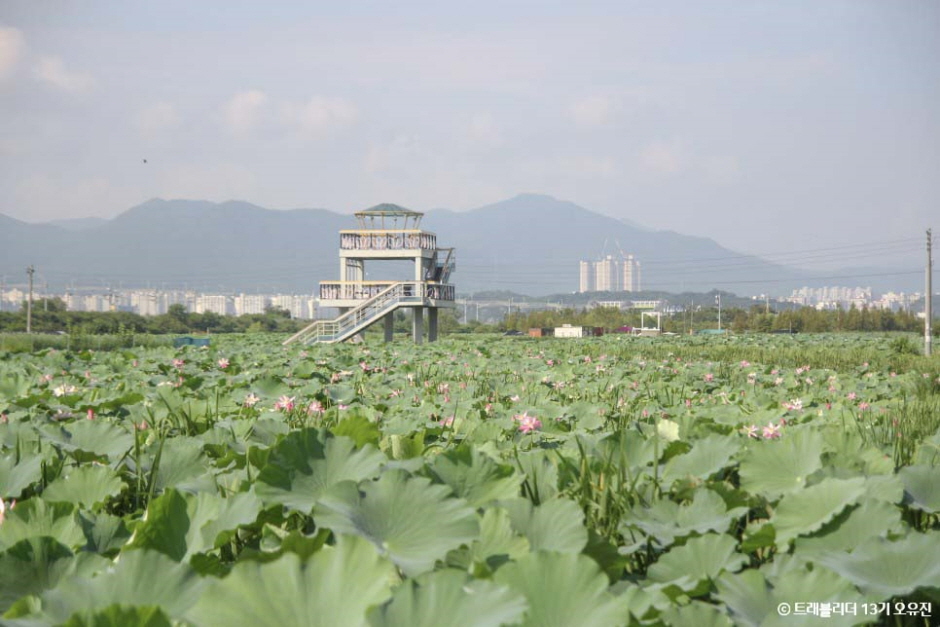 반야월연꽃단지 여행 추천 - 메고지고 반야월연꽃단지 여행 추천 - 메고지고