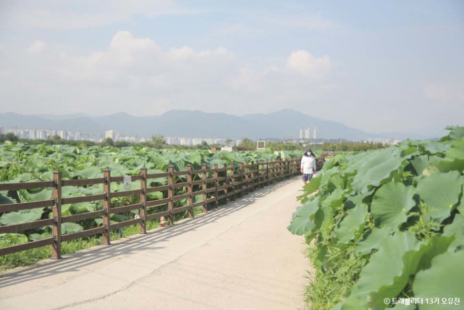 반야월연꽃단지 여행 추천 - 메고지고 반야월연꽃단지 여행 추천 - 메고지고