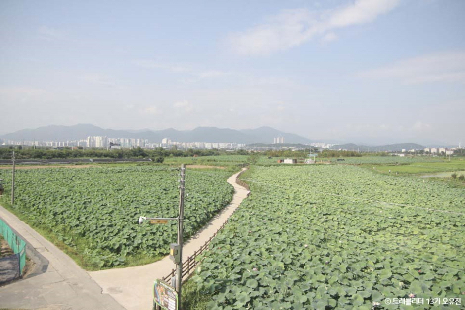 반야월연꽃단지 여행 추천 - 메고지고 반야월연꽃단지 여행 추천 - 메고지고