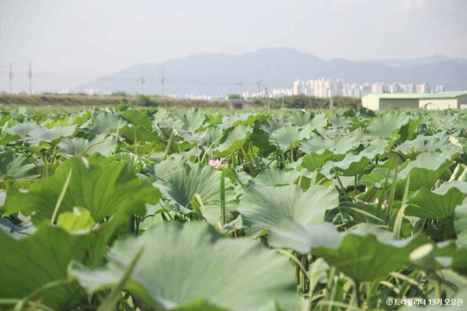 반야월연꽃단지 여행 추천 - 메고지고 반야월연꽃단지 여행 추천 - 메고지고