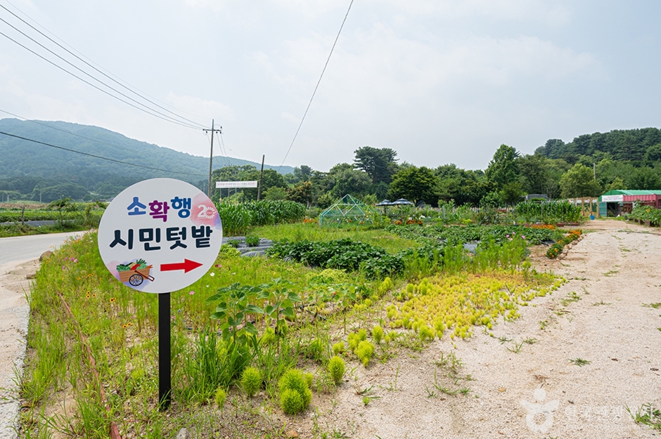 울미연꽃마을 여행 추천 - 메고지고
