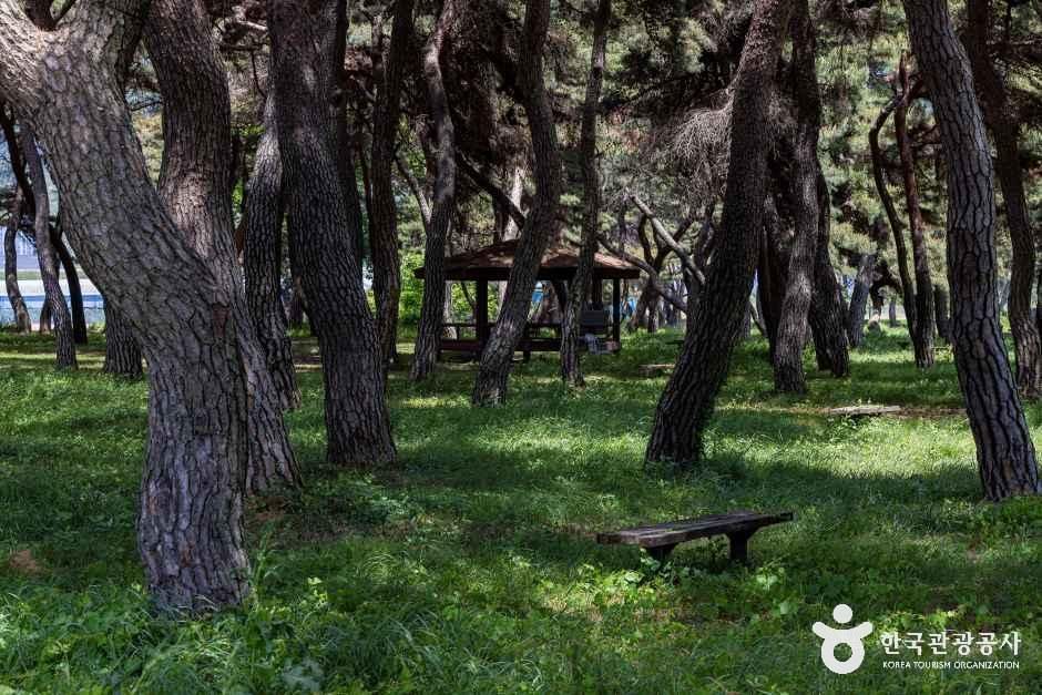 솔밭공원 여행 추천 - 메고지고