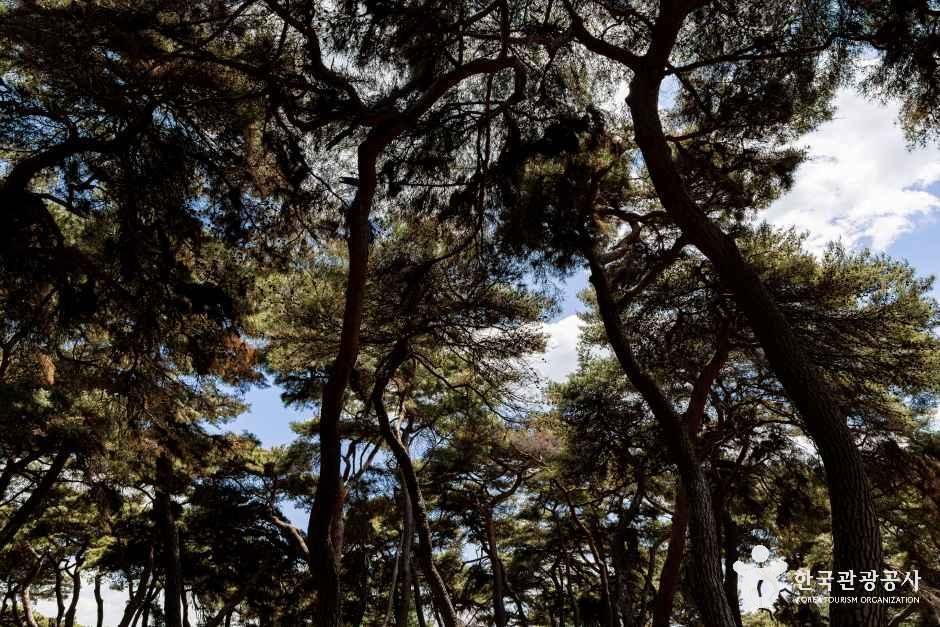 솔밭공원 여행 추천 - 메고지고