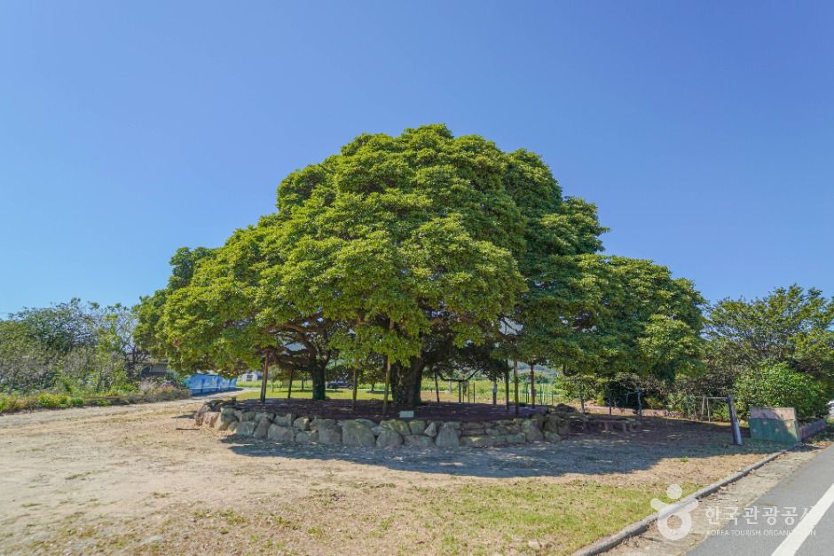장흥 삼산리 후박나무 여행 추천 - 메고지고 장흥 삼산리 후박나무 여행 추천 - 메고지고