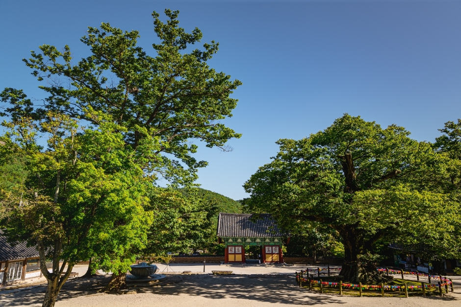 내소사(부안) 여행 추천 - 메고지고 내소사(부안) 여행 추천 - 메고지고