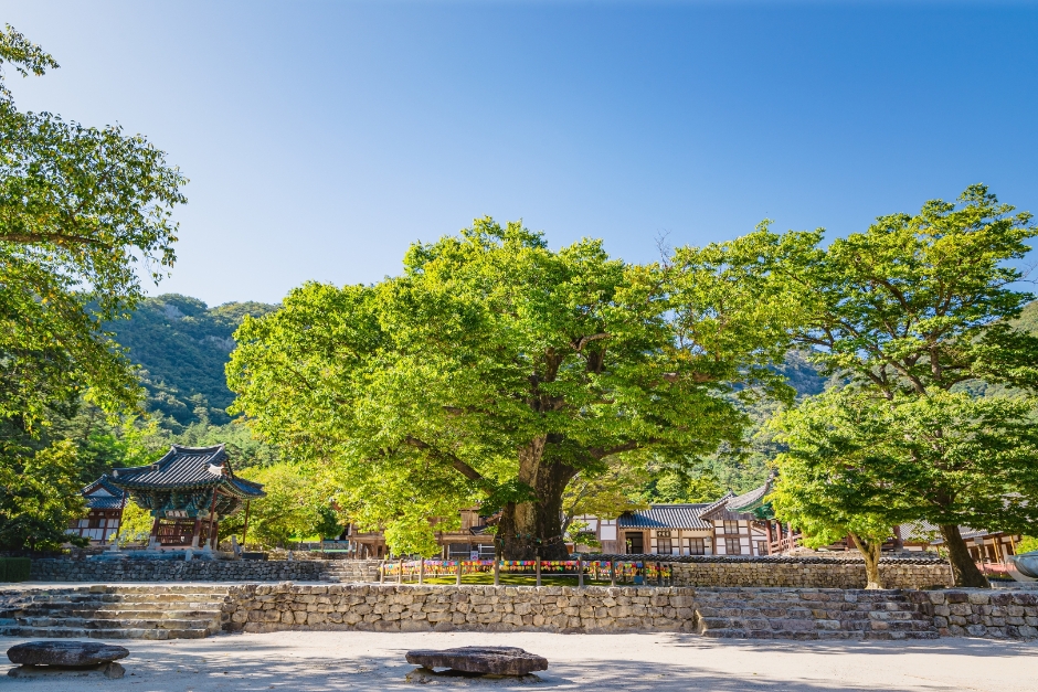 내소사(부안) 여행 추천 - 메고지고 내소사(부안) 여행 추천 - 메고지고