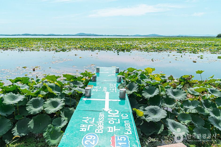 청호저수지 여행 추천 - 메고지고 청호저수지 여행 추천 - 메고지고