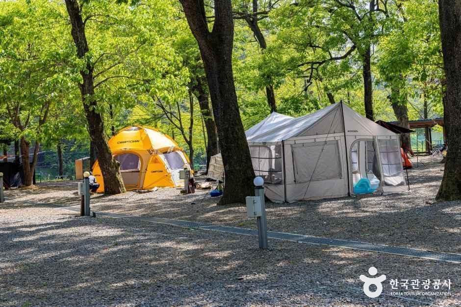 금관숲캠핑장 여행 추천 - 메고지고 금관숲캠핑장 여행 추천 - 메고지고