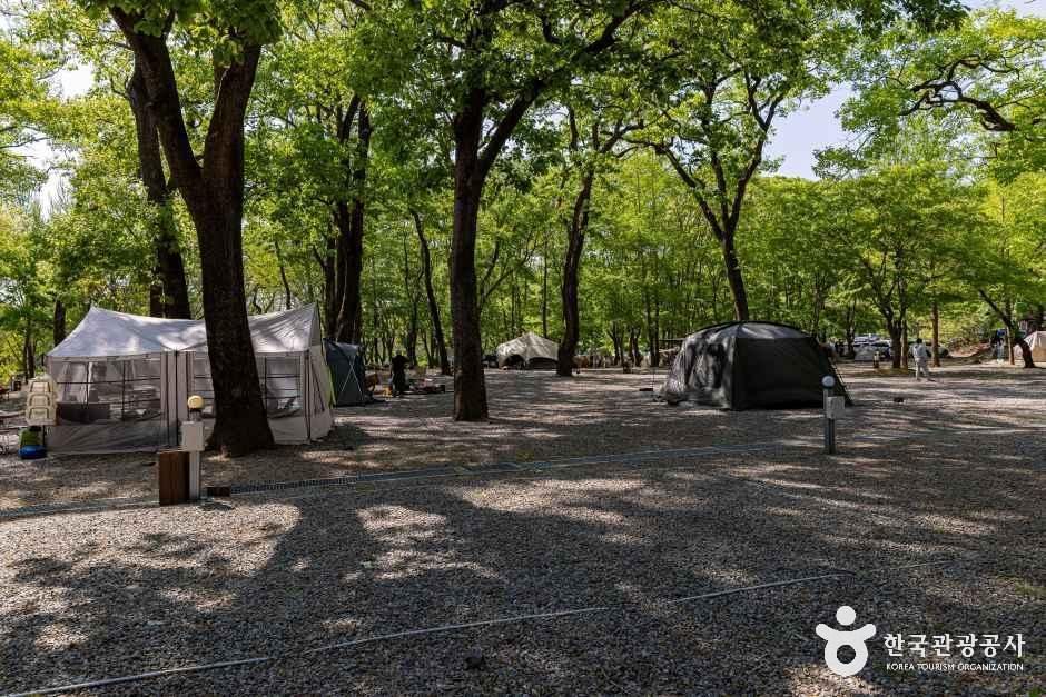 금관숲캠핑장 여행 추천 - 메고지고 금관숲캠핑장 여행 추천 - 메고지고