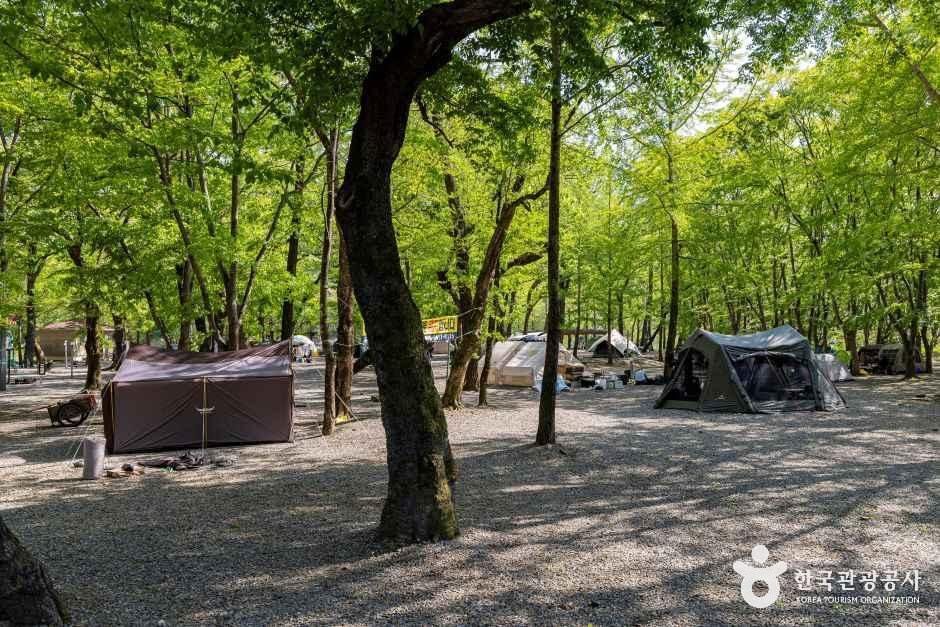 금관숲캠핑장 여행 추천 - 메고지고 금관숲캠핑장 여행 추천 - 메고지고