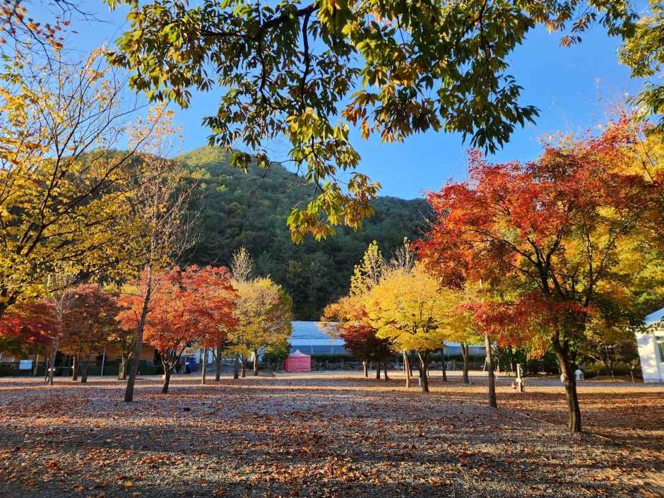 두산분교 캠핑장 여행 추천 - 메고지고 두산분교 캠핑장 여행 추천 - 메고지고