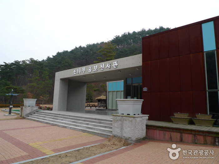 솔향공원 여행 추천 - 메고지고 솔향공원 여행 추천 - 메고지고