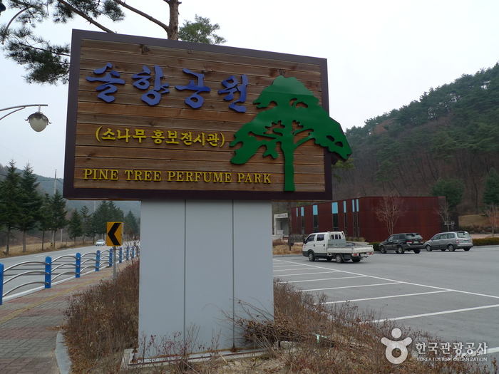 솔향공원 여행 추천 - 메고지고 솔향공원 여행 추천 - 메고지고