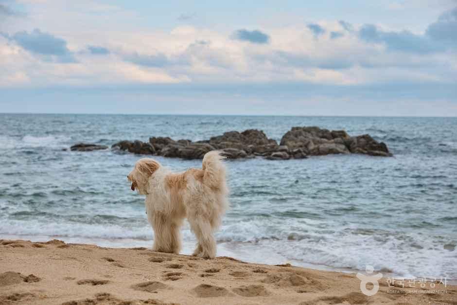 반비치 여행 추천 - 메고지고