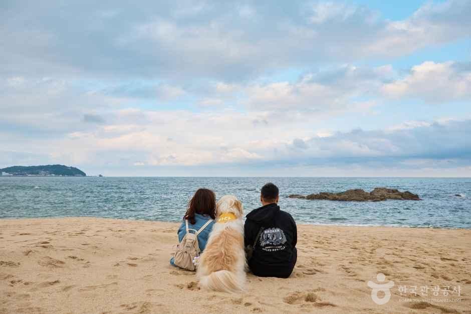 반비치 여행 추천 - 메고지고