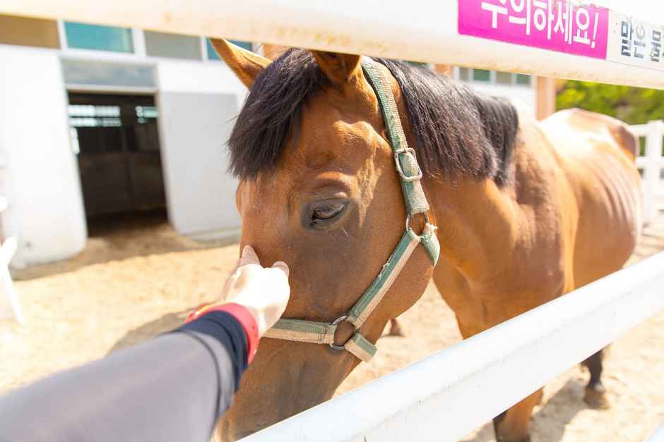 장수승마레저파크 여행 추천 - 메고지고 장수승마레저파크 여행 추천 - 메고지고