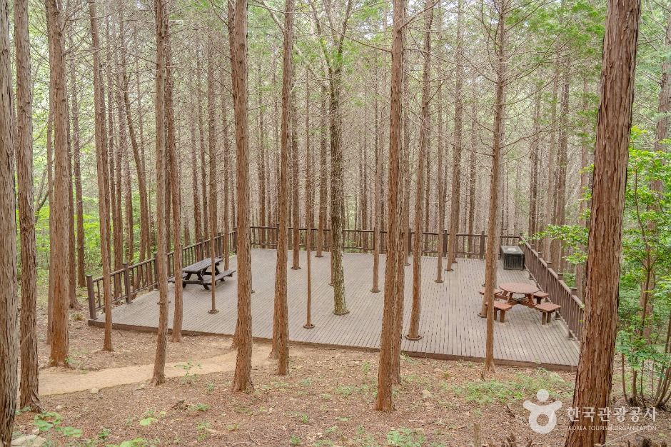 팔영산 편백 치유의 숲 여행 추천 - 메고지고 팔영산 편백 치유의 숲 여행 추천 - 메고지고