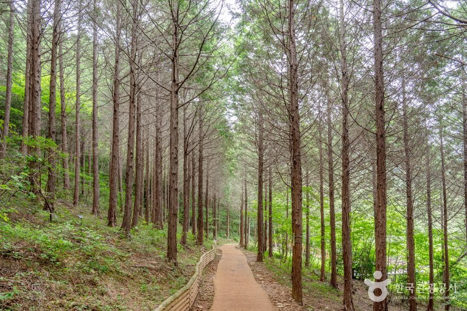 팔영산 편백 치유의 숲 여행 추천 - 메고지고 팔영산 편백 치유의 숲 여행 추천 - 메고지고
