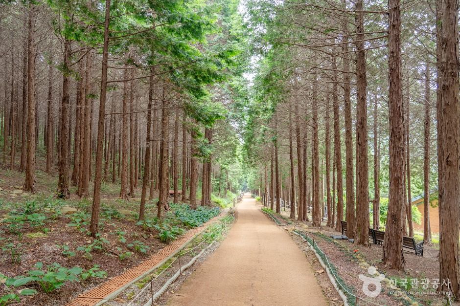 팔영산 편백 치유의 숲 여행 추천 - 메고지고 팔영산 편백 치유의 숲 여행 추천 - 메고지고