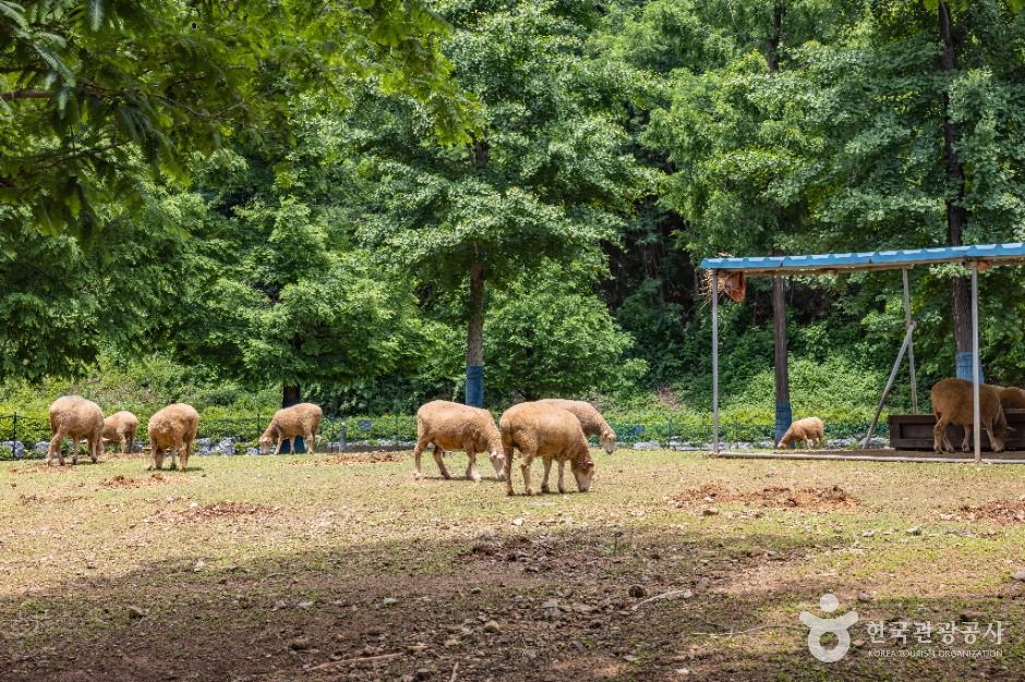 늘솔길공원양떼목장 여행 추천 - 메고지고