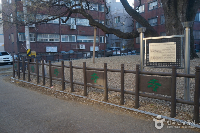 인천 신현동 회화나무 여행 추천 - 메고지고 인천 신현동 회화나무 여행 추천 - 메고지고