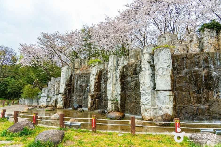 광주천 벚꽃길 여행 추천 - 메고지고