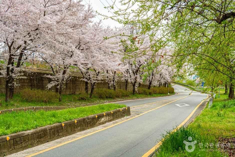 광주천 벚꽃길 여행 추천 - 메고지고