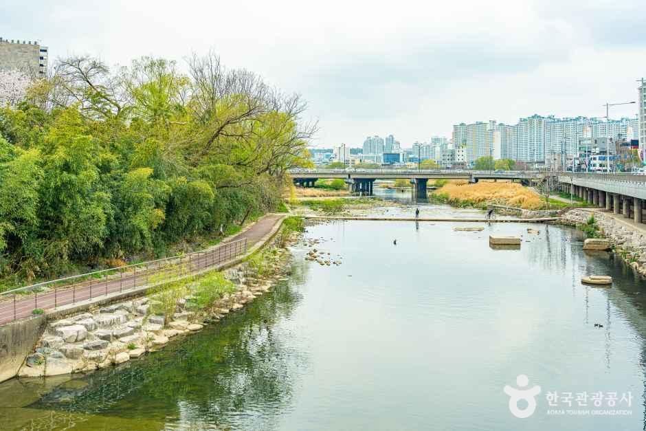 광주천 벚꽃길 여행 추천 - 메고지고