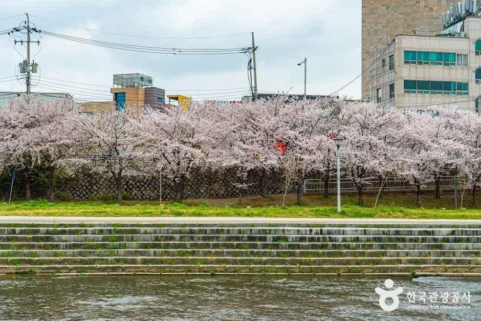 광주천 벚꽃길 여행 추천 - 메고지고