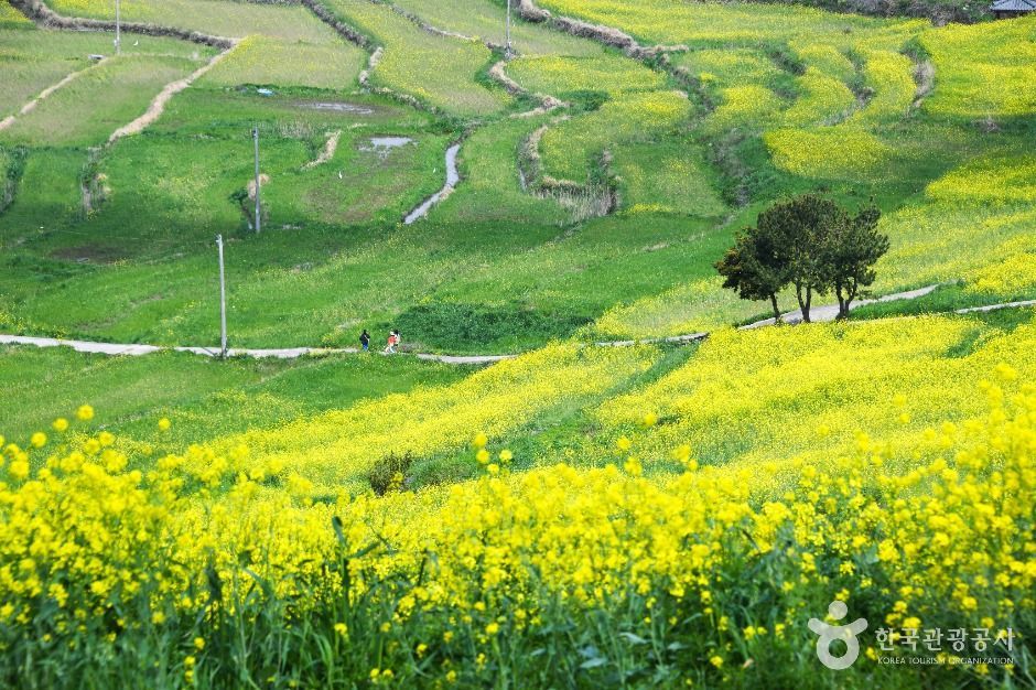 청산도 여행 추천 - 메고지고 청산도 여행 추천 - 메고지고