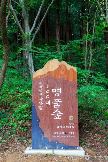 국립장성치유의숲(축령산삼나무편백숲) 여행 추천 - 메고지고 국립장성치유의숲(축령산삼나무편백숲) 여행 추천 - 메고지고