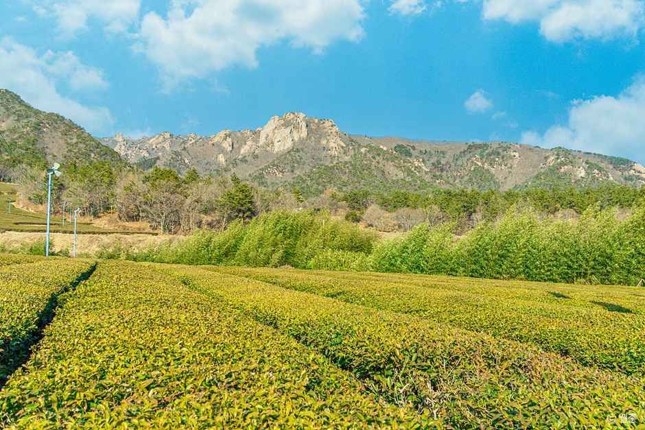 녹향월촌마을 여행 추천 - 메고지고 녹향월촌마을 여행 추천 - 메고지고