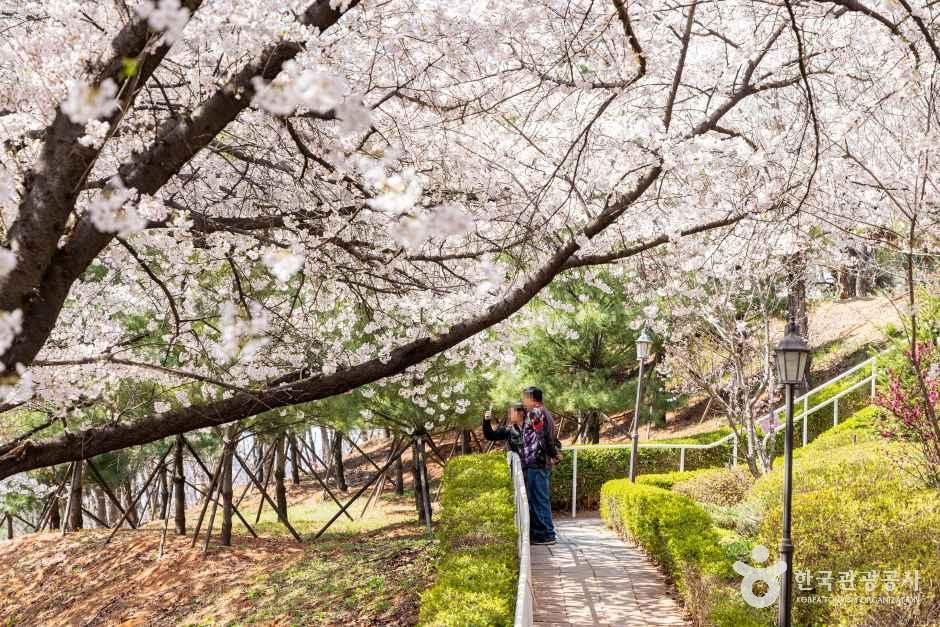 SK인천석유화학벚꽃동산 여행 추천 - 메고지고 SK인천석유화학벚꽃동산 여행 추천 - 메고지고