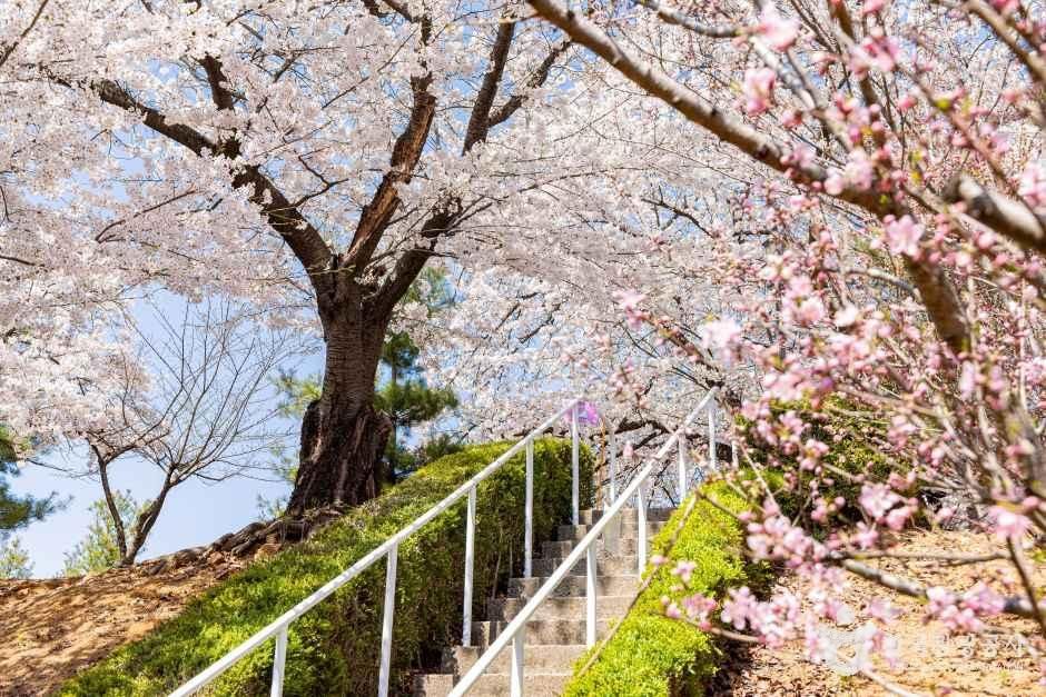 SK인천석유화학벚꽃동산 여행 추천 - 메고지고 SK인천석유화학벚꽃동산 여행 추천 - 메고지고