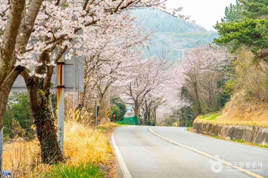 화양면 벚꽃길 여행 추천 - 메고지고 화양면 벚꽃길 여행 추천 - 메고지고