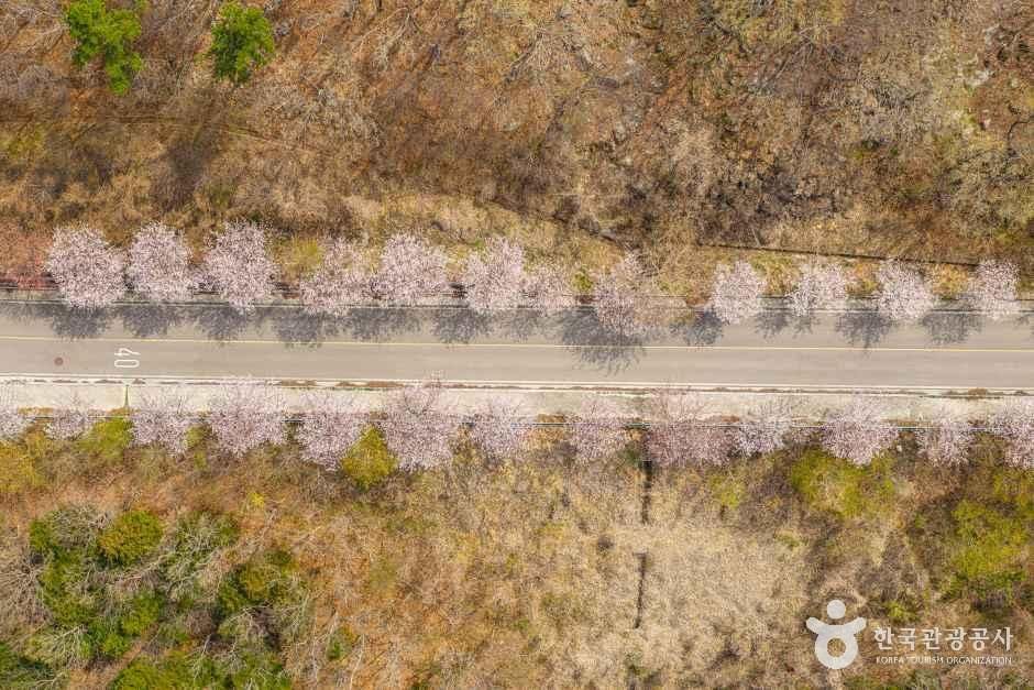 화양면 벚꽃길 여행 추천 - 메고지고 화양면 벚꽃길 여행 추천 - 메고지고